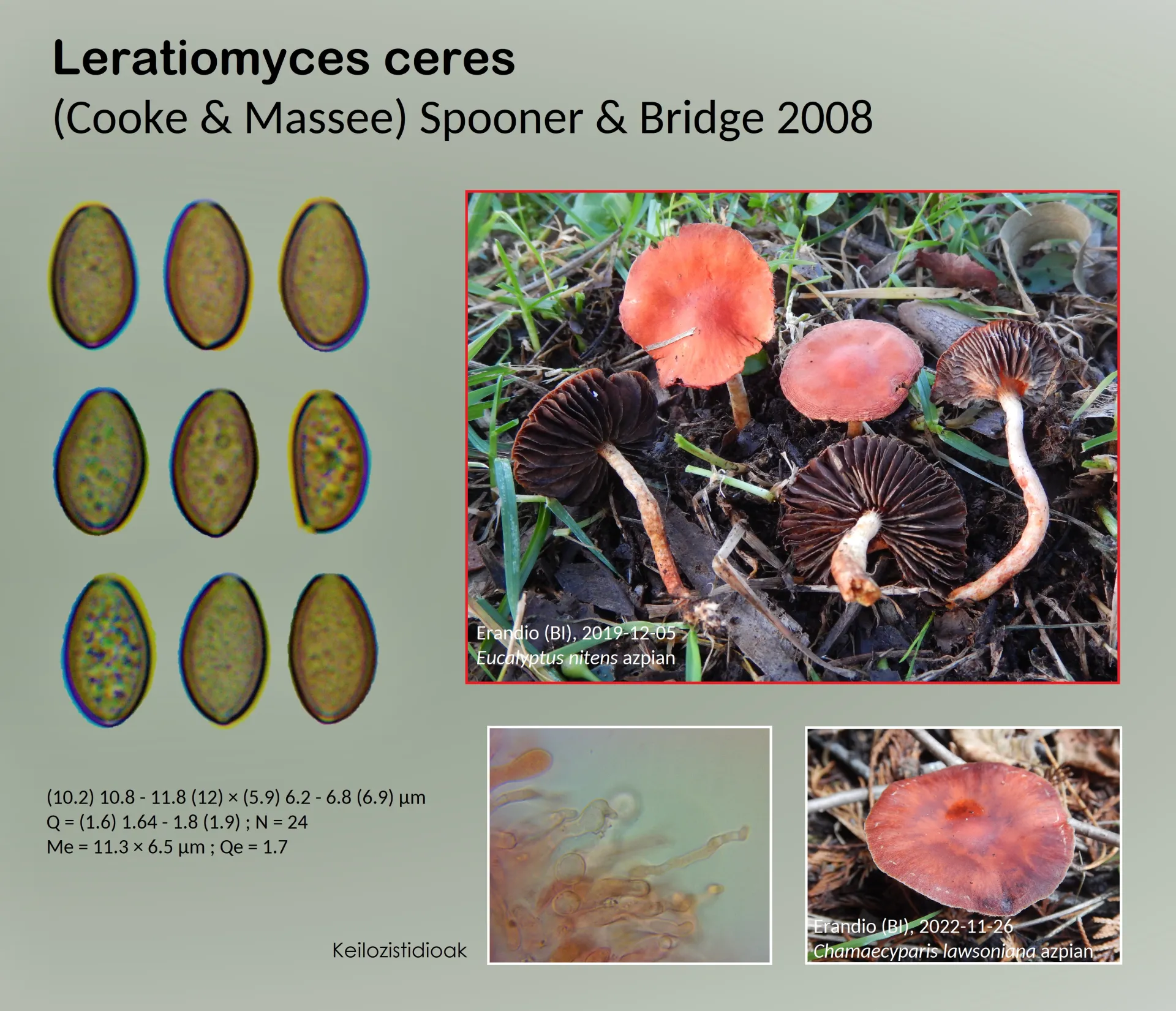 Microscopía de Leratiomyces ceres